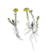 Image of PLANTETEGNING, (d.28. marts, KBH), nybegynderhold.