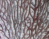 Image 2 of Large Coral Shaped Paper Mache Platter | Eco Coastal Decor