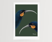Image 3 of Trio of New Zealand Bird Prints