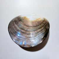 Image 7 of Grand vide-poche huître perlière en nacre polie vintage - 1970s