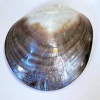 Image 8 of Grand vide-poche huître perlière en nacre polie vintage - 1970s