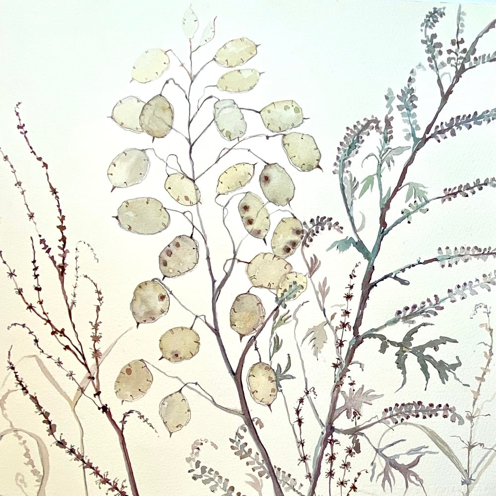 Image of Late Summer, Lunaria 