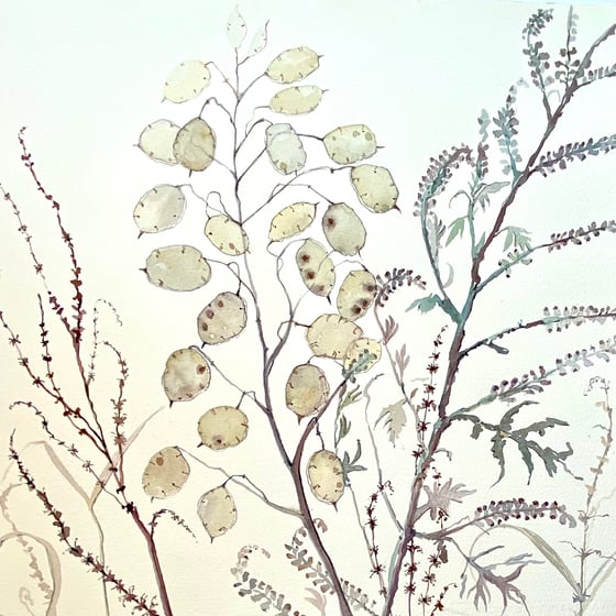 Image of Late Summer, Lunaria 