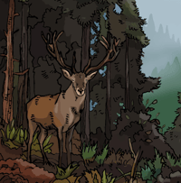Image 2 of The Deer and the Black Forest (Print)