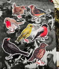 British garden songbirds sticker set