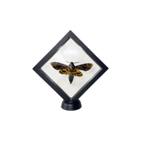 Image 1 of Lapze - Chrysalis Specimen Bundle PRE-ORDER