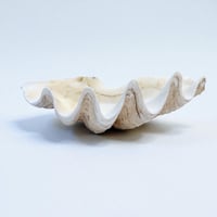 Image 4 of Vide-poche gros coquillage Tridacne "bénitier"  naturel des années 70 - Porte savon