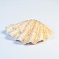 Image 7 of Vide-poche gros coquillage Tridacne "bénitier"  naturel des années 70 - Porte savon