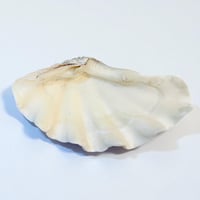 Image 3 of Vide-poche gros coquillage Tridacne "bénitier"  naturel des années 70 - Porte savon