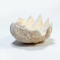 Image 5 of Vide-poche gros coquillage Tridacne "bénitier"  naturel des années 70 - Porte savon