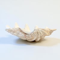 Image 6 of Vide-poche gros coquillage Tridacne "bénitier"  naturel des années 70 - Porte savon