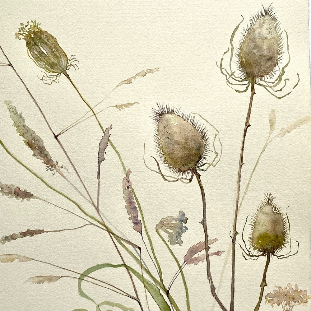 Image of Late Summer Teasels 