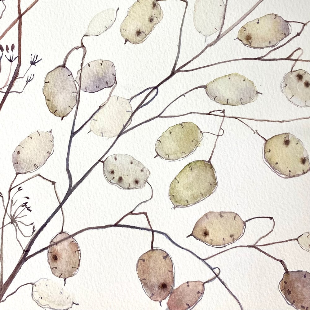 Image of Grasses and Lunaria