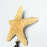 Image 3 of étoile de mer sur socle en bois tourné fin XIXe - Protoreaster nodosus - cabinet de curiosités