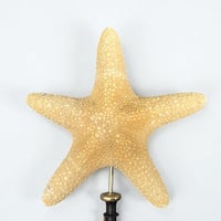 Image 4 of étoile de mer sur socle en bois tourné fin XIXe - Protoreaster nodosus - cabinet de curiosités