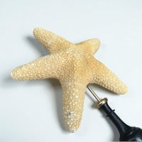 Image 5 of étoile de mer sur socle en bois tourné fin XIXe - Protoreaster nodosus - cabinet de curiosités