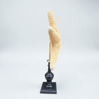 Image 7 of étoile de mer sur socle en bois tourné fin XIXe - Protoreaster nodosus - cabinet de curiosités