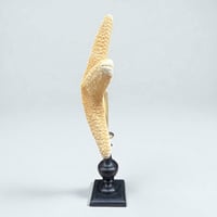 Image 9 of étoile de mer sur socle en bois tourné fin XIXe - Protoreaster nodosus - cabinet de curiosités