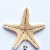 Image 10 of étoile de mer sur socle en bois tourné fin XIXe - Protoreaster nodosus - cabinet de curiosités