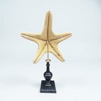 Image 8 of étoile de mer sur socle en bois tourné fin XIXe - Protoreaster nodosus - cabinet de curiosités