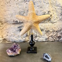 Image 2 of étoile de mer sur socle en bois tourné fin XIXe - Protoreaster nodosus - cabinet de curiosités