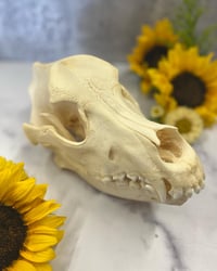 Image 1 of Large Skull Cleaning (60+ lbs)