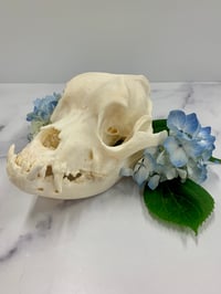 Image 2 of Large Skull Cleaning (60+ lbs)
