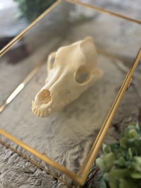 Image 3 of Large Skull Cleaning (60+ lbs)
