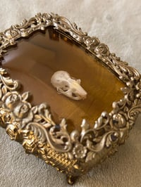 Image 2 of Small Skull Cleaning (Under 15 lbs)