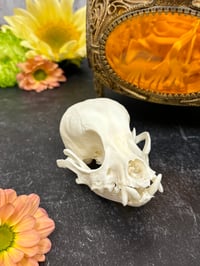 Image 3 of Small Skull Cleaning (Under 15 lbs)