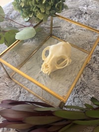 Image 1 of Small Skull Cleaning (Under 15 lbs)