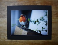 Image 4 of Alert - a4 Mounted Print.