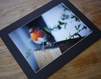 Image 2 of Alert - a4 Mounted Print.