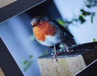 Image 3 of Alert - a4 Mounted Print.