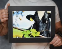 Image 1 of Inquiry - a4 Mounted Print.