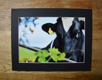 Image 4 of Inquiry - a4 Mounted Print.