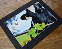 Image 2 of Inquiry - a4 Mounted Print.