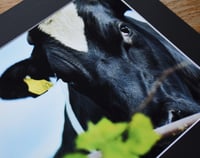 Image 3 of Inquiry - a4 Mounted Print.