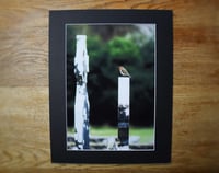Image 2 of Robin's Rest - a4 Mounted Print.