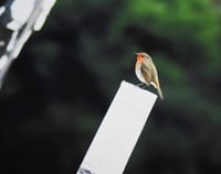 Image 4 of Robin's Rest - a4 Mounted Print.