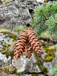 Image 3 of November Breakfast Club : The Tree Agenda
