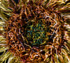 Wire Sculpture Sunflower Brooch: Copper & Silver Wearable Art Jewelry