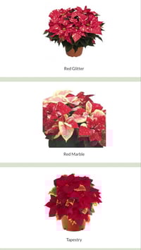 Image 1 of Christmas Poinsettia Pre-order