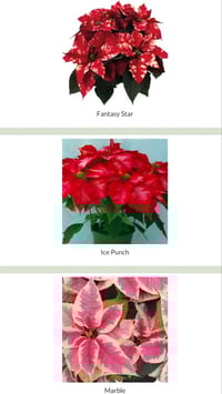 Image 2 of Christmas Poinsettia Pre-order