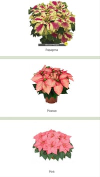 Image 3 of Christmas Poinsettia Pre-order