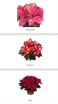 Image 4 of Christmas Poinsettia Pre-order