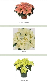 Image 5 of Christmas Poinsettia Pre-order