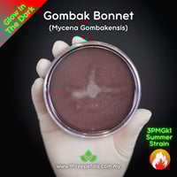 Image 2 of Gombak Bonnet (Mycena Gombakensis) Live Mycelium Mushroom Culture Spawn