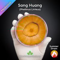 Image 1 of Sang Huang (Phellinus Linteus) Live Mycelium Mushroom Culture Spawn Seed