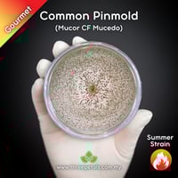 Image 1 of Common Pinmold  (Mucor CF Mucedo) Live Mycelium Mushroom Culture Spawn Seed